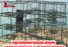 Doğa katliamında kullanılan kafeslerin içerisindeki balıklar doğal yaşam alanlarına bırakıldılar