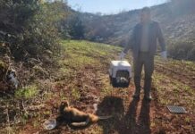 Yaralı Halde Bulunan Çakal, Tedaviye Alındı