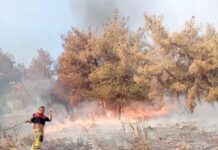 Antakya’da Ormanlık Alanda Çıkan Yangın Söndürüldü