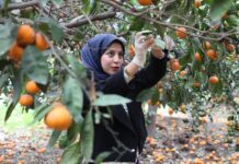 ÖĞRENCİLER TOPLADI, HBB DAĞITT