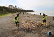 PAYAS VE ARSUZ SAHİLİNDE BİRİKEN ATIKLAR TEMİZLENDİ