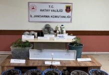 JANDARMA’DAN İSKENDERUN’DA EVİNDE UYUŞTURUCU YETİŞTİRENLERE BASKIN