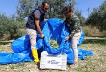 HBB’NİN TARIMSAL DESTEKLERİ ZEYTİN ÜRETİCİLERİNE CAN SUYU OLUYOR